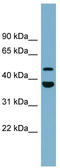 UFM1 Specific Peptidase 2 antibody, TA344870, Origene, Western Blot image 