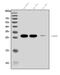 Glutathione S-transferase A3 antibody, A05829-3, Boster Biological Technology, Western Blot image 