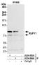 RUN And FYVE Domain Containing 1 antibody, A304-883A, Bethyl Labs, Immunoprecipitation image 