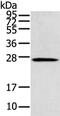 SUMO Peptidase Family Member, NEDD8 Specific antibody, CSB-PA868969, Cusabio, Western Blot image 