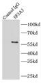 Splicing Factor 3a Subunit 3 antibody, FNab07776, FineTest, Immunoprecipitation image 