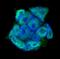 Developmental pluripotency-associated protein 4 antibody, AF3730, R&D Systems, Immunofluorescence image 