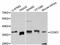 Cyclin D1 antibody, abx125624, Abbexa, Western Blot image 