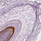Keratin Associated Protein 24-1 antibody, HPA017604, Atlas Antibodies, Immunohistochemistry paraffin image 