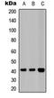 Lysophosphatidic Acid Receptor 1 antibody, LS-C368611, Lifespan Biosciences, Western Blot image 