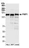 Folliculin Interacting Protein 1 antibody, A305-767A-M, Bethyl Labs, Western Blot image 