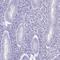 Spermatogenesis-associated protein 4 antibody, HPA019220, Atlas Antibodies, Immunohistochemistry frozen image 