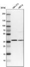 Ymer antibody, PA5-51563, Invitrogen Antibodies, Western Blot image 