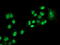 Lysyl Oxidase antibody, M00575-1, Boster Biological Technology, Immunofluorescence image 