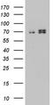 Hydroxyacyl-CoA Dehydrogenase Trifunctional Multienzyme Complex Subunit Alpha antibody, TA812134, Origene, Western Blot image 
