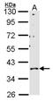 Probable G-protein coupled receptor 146 antibody, NBP2-16718, Novus Biologicals, Western Blot image 