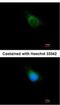 Amyloid protein-binding protein 2 antibody, NBP2-15432, Novus Biologicals, Immunofluorescence image 