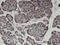 Zinc Finger Protein 44 antibody, LS-C134071, Lifespan Biosciences, Immunohistochemistry paraffin image 