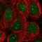 Prothymosin Alpha antibody, HPA052651, Atlas Antibodies, Immunofluorescence image 