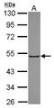 Kelch-like protein 3 antibody, NBP2-17037, Novus Biologicals, Western Blot image 