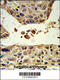 4-Hydroxyphenylpyruvate Dioxygenase antibody, 63-537, ProSci, Immunohistochemistry paraffin image 