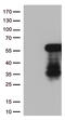 Homeobox protein Hox-A2 antibody, M05671, Boster Biological Technology, Western Blot image 
