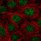 Hmr antibody, HPA059742, Atlas Antibodies, Immunofluorescence image 