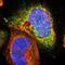 Mitochondrial Ribosomal Protein L2 antibody, NBP1-84513, Novus Biologicals, Immunocytochemistry image 
