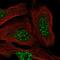 F-Box Protein 48 antibody, NBP2-14691, Novus Biologicals, Immunofluorescence image 