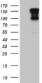 SH3 and PX domain-containing protein 2A antibody, CF811757, Origene, Western Blot image 