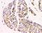 Golgin A2 antibody, M05865-2, Boster Biological Technology, Immunohistochemistry paraffin image 
