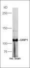 Glutamate Receptor Interacting Protein 1 antibody, orb183922, Biorbyt, Western Blot image 