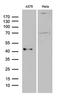 Pleckstrin homology-like domain family A member 1 antibody, LS-C795673, Lifespan Biosciences, Western Blot image 