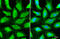 Dystroglycan 1 antibody, GTX635179, GeneTex, Immunofluorescence image 