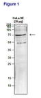 LEO1 Homolog, Paf1/RNA Polymerase II Complex Component antibody, TA347236, Origene, Western Blot image 