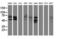 Sentrin-specific protease 2 antibody, LS-C175134, Lifespan Biosciences, Western Blot image 