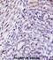 Homeobox protein Hox-D10 antibody, abx027956, Abbexa, Immunohistochemistry frozen image 