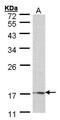 Rhombotin-1 antibody, PA5-27493, Invitrogen Antibodies, Western Blot image 