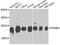 Proteasome Subunit Beta 3 antibody, A11330, Boster Biological Technology, Western Blot image 