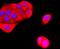ubiquitin B antibody, NBP2-66759, Novus Biologicals, Immunofluorescence image 