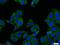 Nuclear Receptor Subfamily 1 Group H Member 3 antibody, 60134-1-Ig, Proteintech Group, Immunofluorescence image 