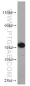 Exoribonuclease 1 antibody, 14592-1-AP, Proteintech Group, Western Blot image 