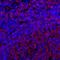 FMC7 antibody, A500-017A, Bethyl Labs, Immunohistochemistry paraffin image 