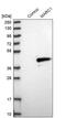  antibody, PA5-55954, Invitrogen Antibodies, Western Blot image 