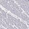 Junctional Sarcoplasmic Reticulum Protein 1 antibody, PA5-60811, Invitrogen Antibodies, Immunohistochemistry frozen image 