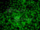 Uridine Monophosphate Synthetase antibody, A5492, ABclonal Technology, Immunofluorescence image 