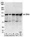 Family With Sequence Similarity 120A antibody, A303-889A, Bethyl Labs, Western Blot image 