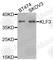 Kruppel Like Factor 3 antibody, A7195, ABclonal Technology, Western Blot image 