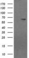 NADPH-dependent diflavin oxidoreductase 1 antibody, NBP2-45856, Novus Biologicals, Western Blot image 