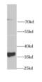 Growth Arrest Specific 2 antibody, FNab03350, FineTest, Western Blot image 