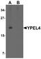 Yippee Like 4 antibody, A17179, Boster Biological Technology, Western Blot image 