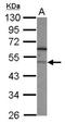 F-Box And Leucine Rich Repeat Protein 7 antibody, NBP2-16443, Novus Biologicals, Western Blot image 