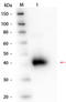 ORM1 antibody, R1044PS, Origene, Western Blot image 