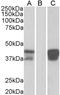 POU domain class 2-associating factor 1 antibody, LS-C20136, Lifespan Biosciences, Western Blot image 