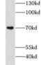 G Protein-Coupled Receptor 161 antibody, FNab03598, FineTest, Western Blot image 
